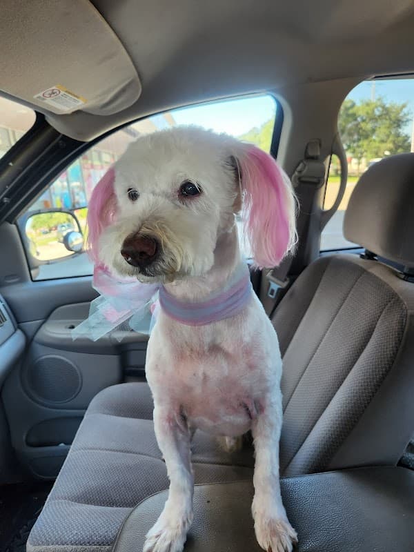 All 4 Paws Grooming - General Pest Control in Friendswood