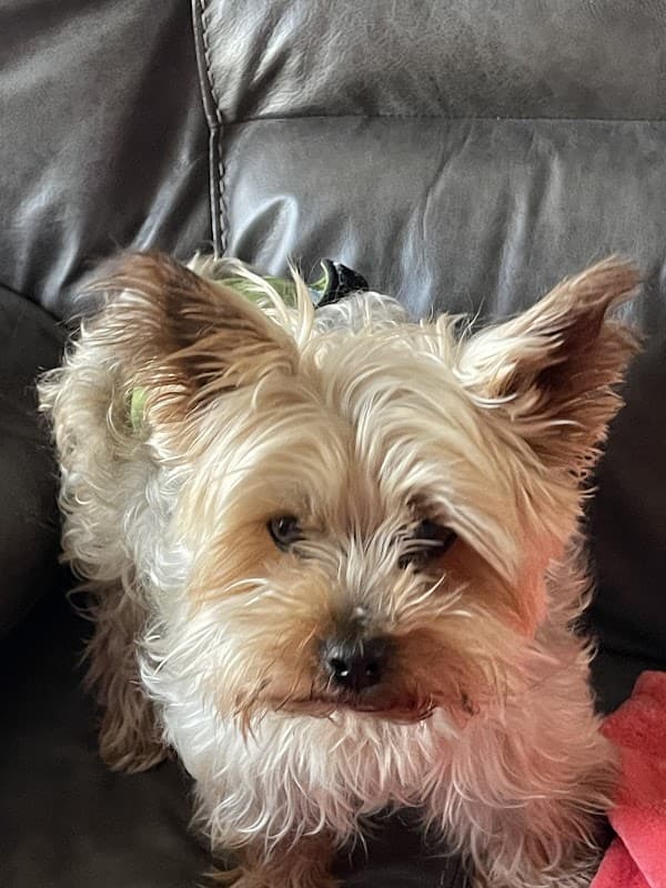 Barker Cypress Animal Clinic - Wildlife Removal in Cypress