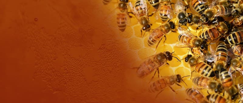 Budget Bee - General Pest Control in Katy