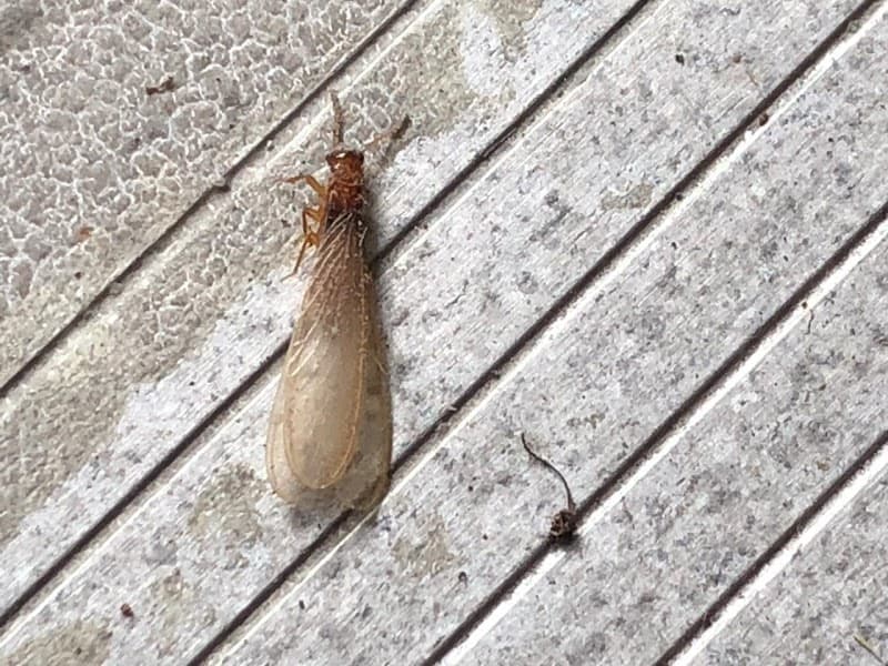 Bug State Pest Control Inc - General Pest Control in Houston