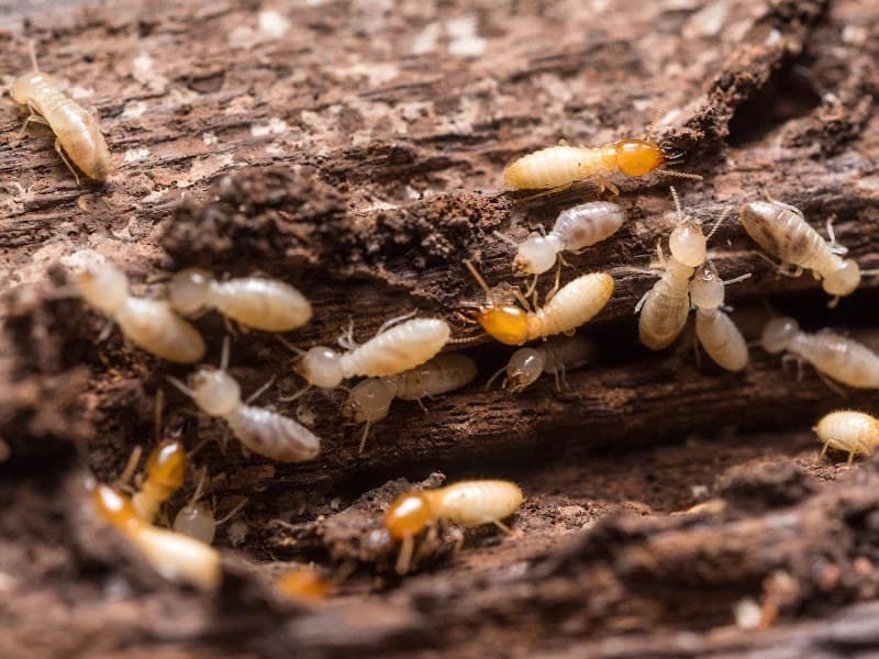 Champions Pest Control - General Pest Control in Spring