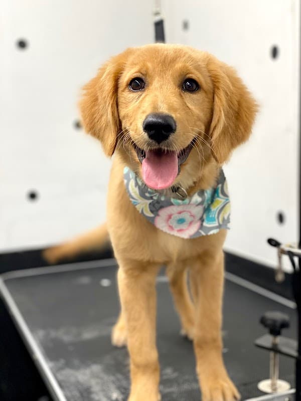 Daisys Groom Room LLC - General Pest Control in Pasadena