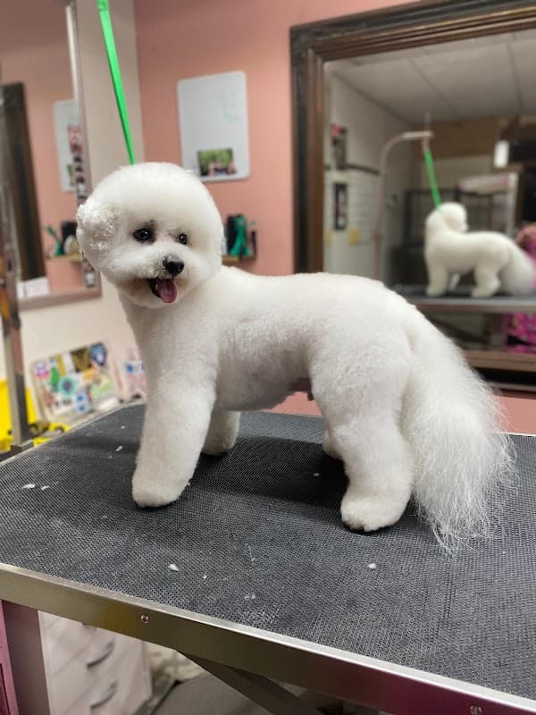 Delightful Dog grooming - General Pest Control in Webster