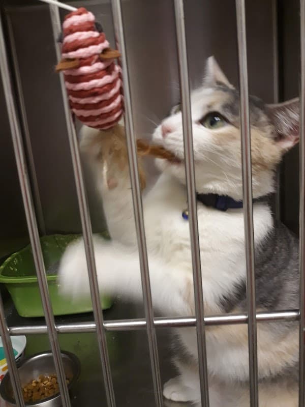 Fairmont Pet Hospital - General Pest Control in Pasadena