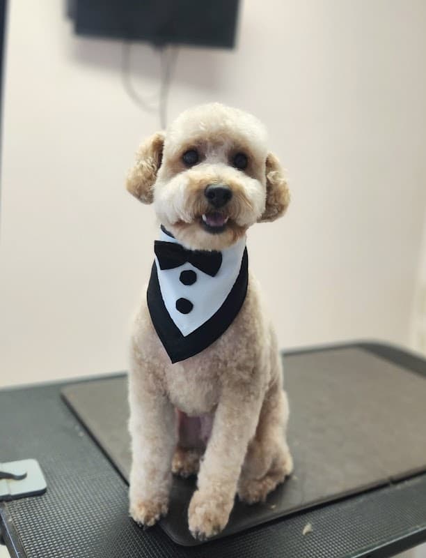 Grooming House - General Pest Control in Spring