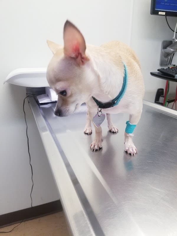 Gulfgate Animal Hospital. - Wildlife Removal in Houston