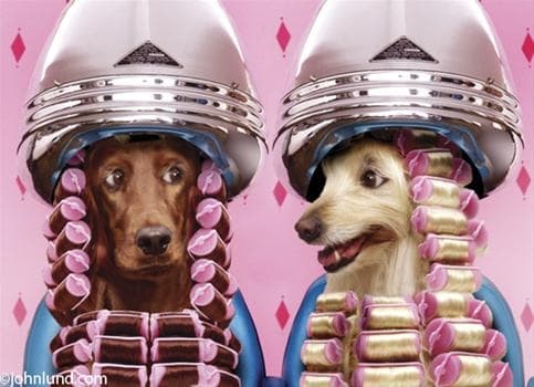 Healthy Paws Nutrition & Pet Spa - General Pest Control in League City