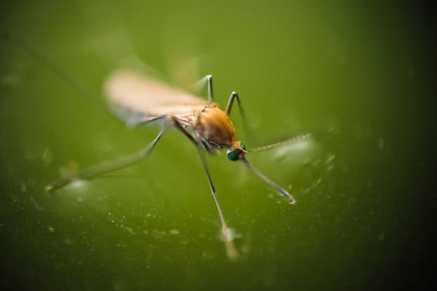 Houston Pest Management - Mosquito Control in Cypress