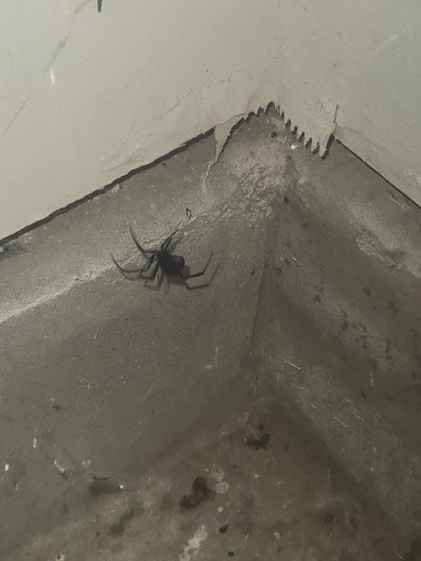 Houston Responsible Pest - General Pest Control in Richmond