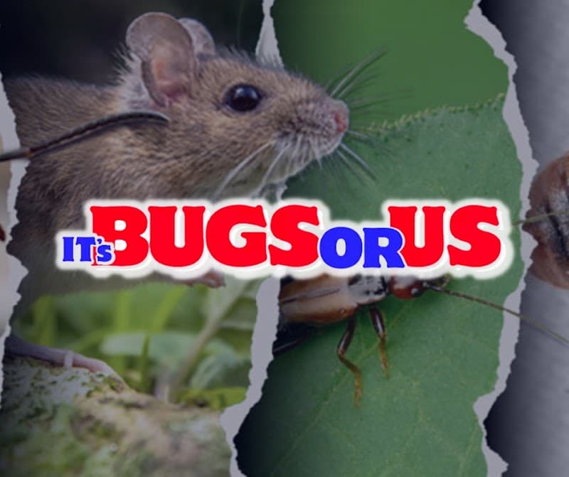 It's Bugs Or Us Pest Control - Houston - Bed Bug Treatment in Houston