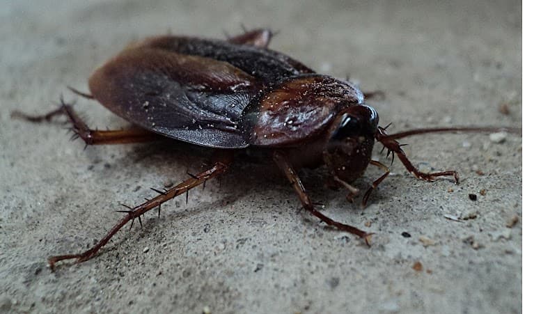 Jenkins Pest Control - General Pest Control in Houston