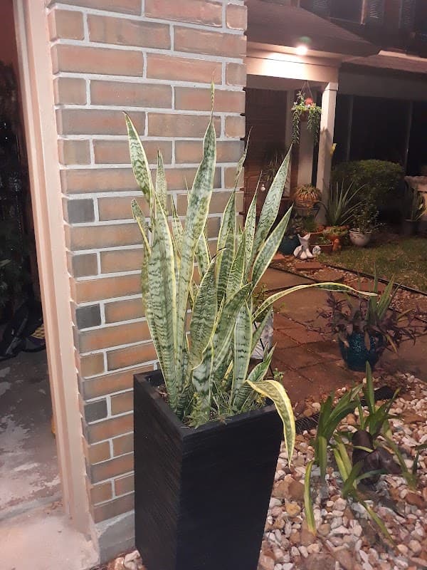 Local Pest Control Houston - General Pest Control in Houston