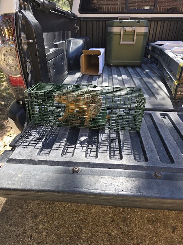 Maximo Termite and Pest Solutions LLC - Termite Control in Houston