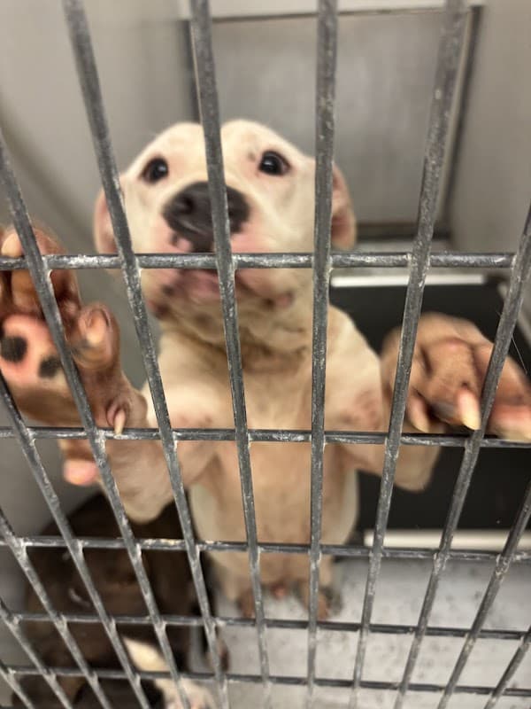 Montgomery County Animal Shelter - Wildlife Removal in Conroe