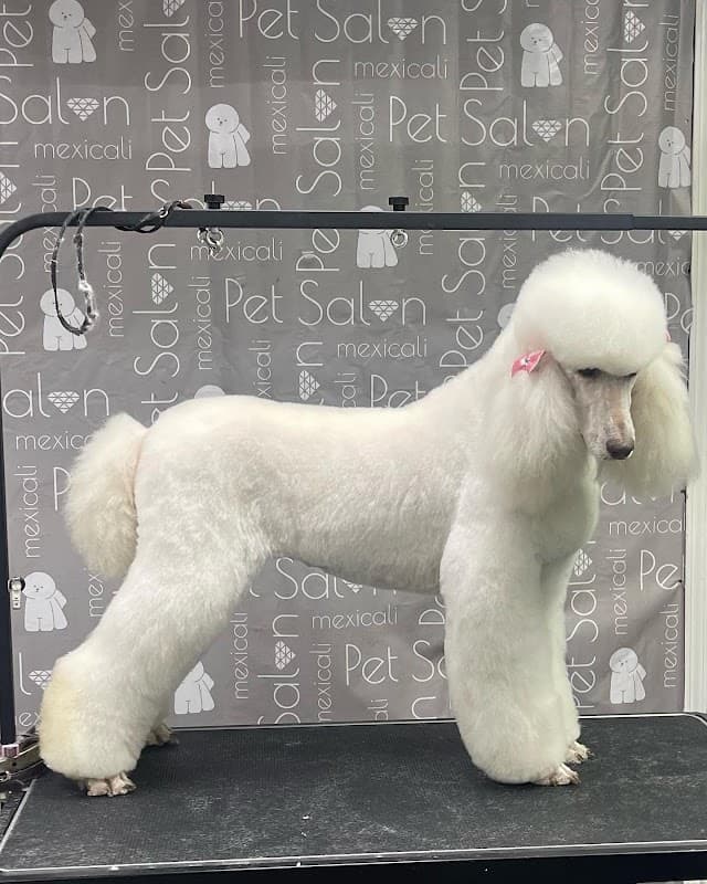 Ms Barber Dog Katy - General Pest Control in Katy