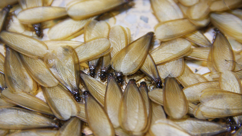 North Houston Exterminators - General Pest Control in Kingwood