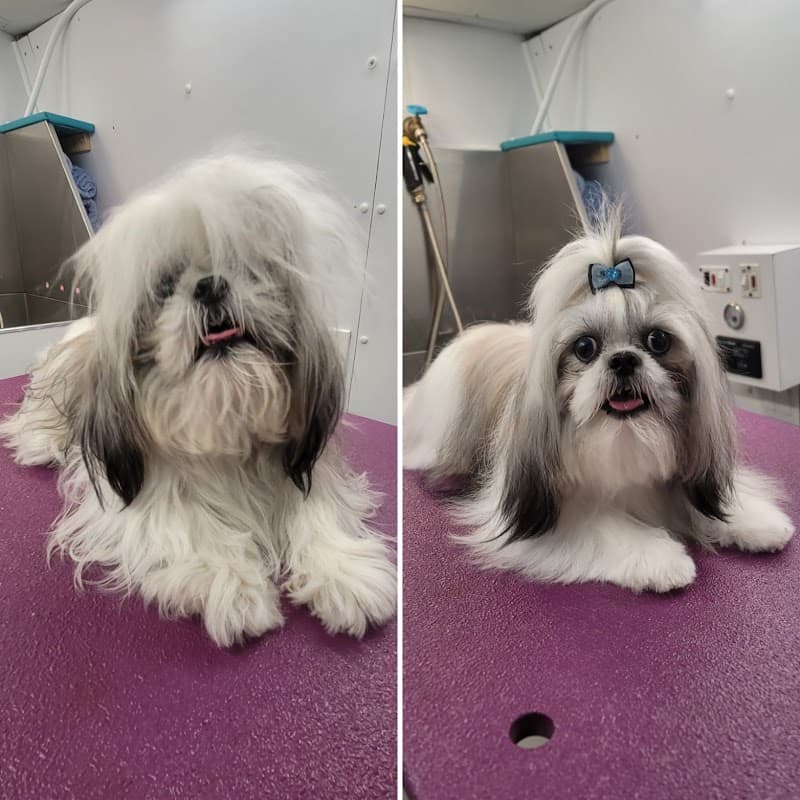 Paw Wow Pet Grooming: Mobile & Salon. - General Pest Control in Conroe