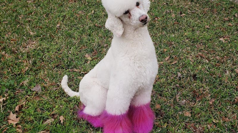 Pawsh Dog House - General Pest Control in League City