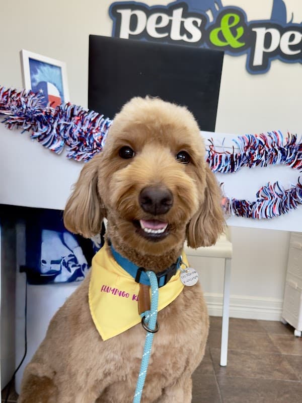 Pets & Pets Katy - General Pest Control in Katy