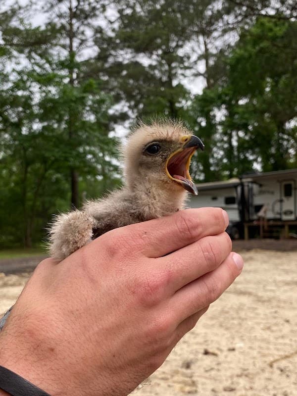 Raptor Home and Commercial - Wildlife Removal in League City