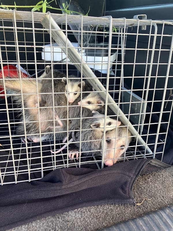 Resolve Pest And Termite Control - Termite Control in Pasadena