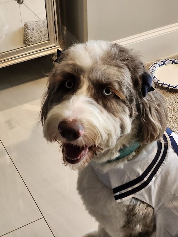 Scenthound Cypress Coles Crossing - General Pest Control in Cypress