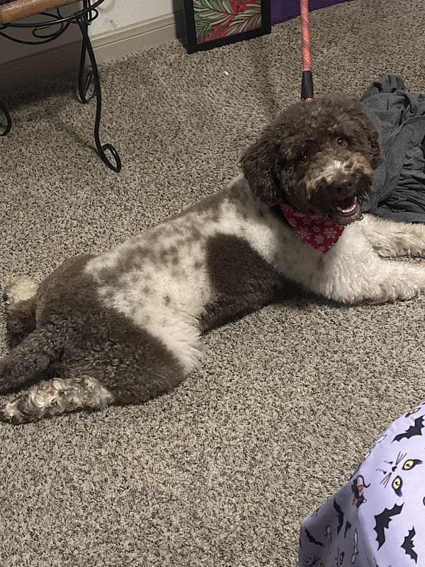 Scenthound The Woodlands Indian Springs - General Pest Control in The Woodlands