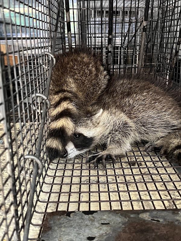 Tha Critter Getter - Wildlife Removal in Magnolia