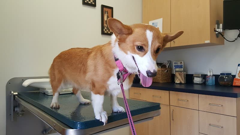 VCA Telge Road Animal Hospital - Wildlife Removal in Cypress