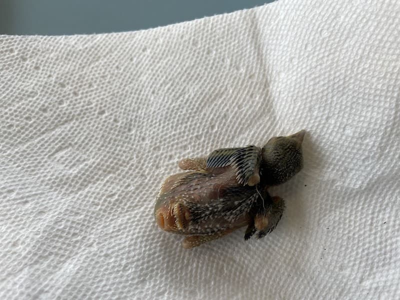 Wildlife Response Services, LLC - Wildlife Removal in El Lago