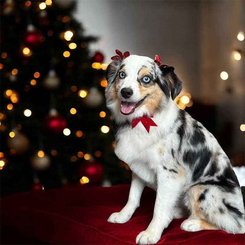 Blush & Brush Luxury Dog Spa - General Pest Control in Spring