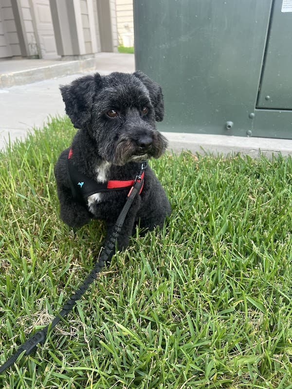 Flawless Groomers - General Pest Control in Spring