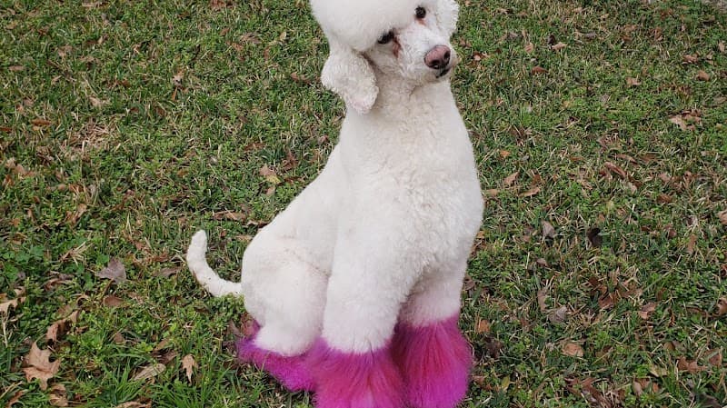 Pawsh Dog House Clear Lake - General Pest Control in Houston