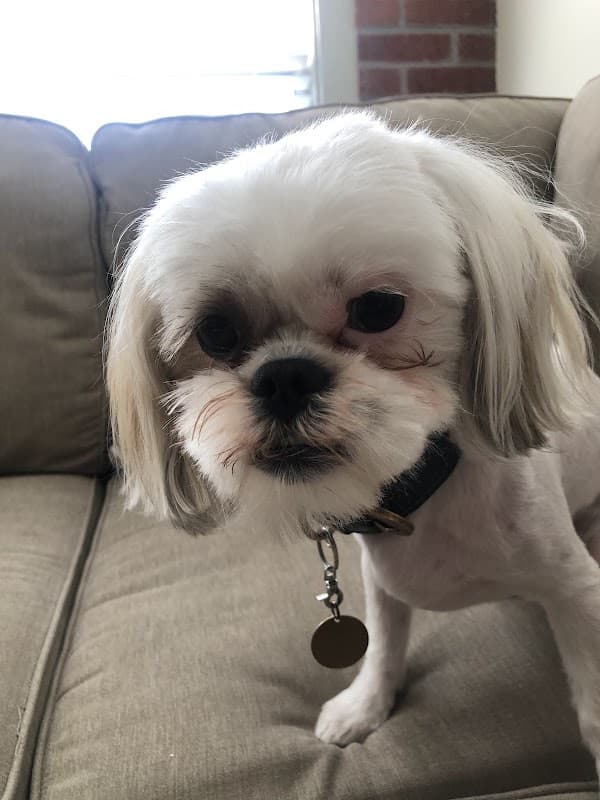 PetSmart Grooming - General Pest Control in Houston