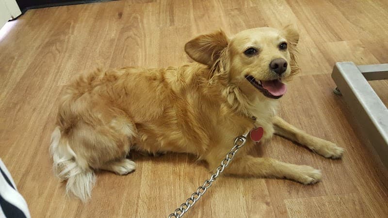 Richey Animal Clinic - Wildlife Removal in Pasadena