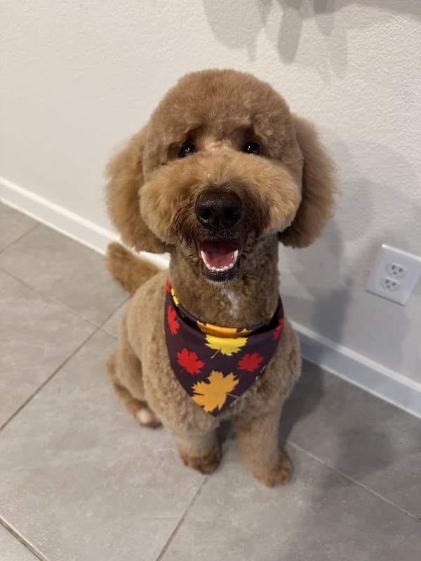 Woof Gang Bakery & Grooming Friendswood - General Pest Control in Friendswood